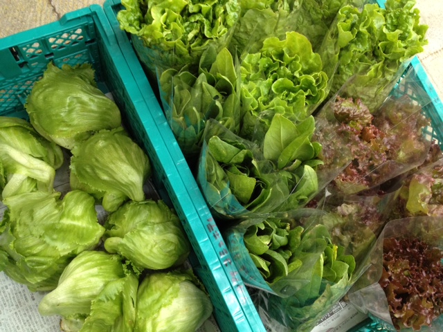うるま市 Suzuki Farmさんの自然栽培サニーレタス 玉レタス サンチュ ほうれん草が入荷しました ハルラボ商店