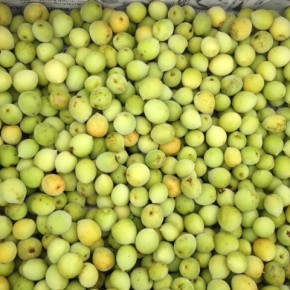 青梅に続き大分県産自然栽培の完熟梅が入荷しました！ 片岡農園さんの赤シソも今週から出始めました。 いよいよ梅干しづくり本番でーす。