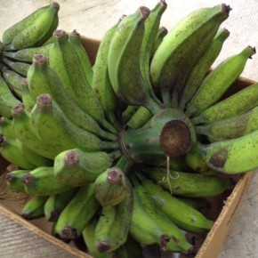 5/30(mon)本日の仕入れです。  浦添市 佐久川豆腐さんのあたいぐゎーからとってもワイルドな無農薬栽培の島バナナ（ブラジル）が入荷しました！