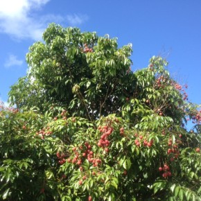 大好評の無農薬栽培の茘枝（れいし/ライチ）を明日(6/11)また仕入れて参ります。11時のオープンには間に合う様にする予定です。沖縄の旬のこの時期に是非どうぞ。