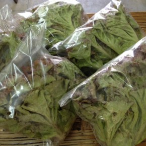 6/9(thu)本日の仕入れです。  糸満市 中村一敬さんの自然栽培のサニーレタスが入荷しました！