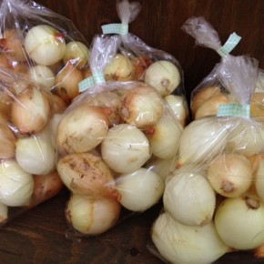 /20(mon)本日の仕入れです。  うるま市 玉城勉さんの自然栽培の玉ねぎが入荷しました！
