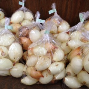 6/27(mon)本日の仕入れです。  うるま市 玉城勉さんの自然栽培の玉ねぎが入荷しました！
