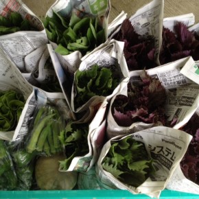 6/27(mon)今帰仁村 片岡農園さんの無農薬栽培の青しそ・赤しそ・ピーマン・オクラ・カボチャ・モロヘイヤ・ウンチェバー・ツルムラサキ・サラダ菜が入荷しました。