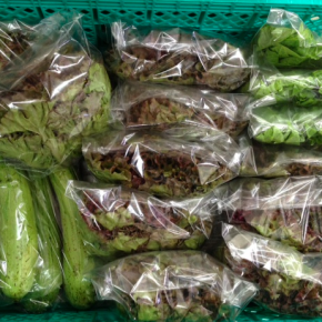 6/30(thu)本日の仕入れ。糸満市 中村さんの自然栽培サニーレタス・ツルムラサキ、無農薬ヘチマが入荷しました！