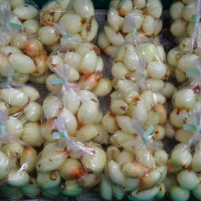 7/1(fri)本日の仕入れ。沖縄市 玉城さんの自然栽培ミニ新玉ねぎが入荷！いよいよ今シーズン最終回の入荷になりそうです。