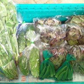 9/20(tue)本日の仕入れです。  糸満市 中村一敬さんの自然栽培のサニーレタス・アバシゴーヤー・丸オクラ・山ほうれん草、が入荷しました！