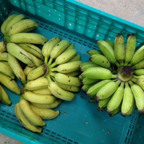 10/3(mon)本日の仕入れです。  うるま市 玉城勉さんの自然栽培の島バナナ、浦添市 佐久川豆腐さんのあたいぐゎーで出来た自然栽培の島バナナ、が入荷しました！！