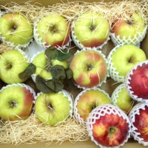 前回ご好評いただいた山口県産の低農薬のりんごが再入荷しました！今回の品種は「ぐんま名月」と「新世界」、どちらも大きくて甘口のリンゴです。