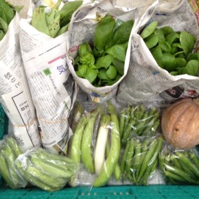 今帰仁村 片岡さんの無農薬栽培の小松菜・オクラ・四角豆・ナスビ・かぼちゃ・ウンチェバー・バジル、が入荷しました。