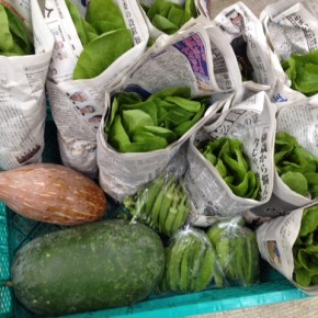 10/24(mon)今帰仁村 片岡さんのパンチのあるルッコラが今シーズン初入荷です！無農薬栽培の小松菜・サラダ菜・オクラ・四角豆・かぼちゃ・シブイ・ルッコラ、が入荷しました。