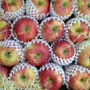 山口県産 低農薬のふじりんごが入荷しました！ 甘味と酸味のバランス、食感が絶妙です。
