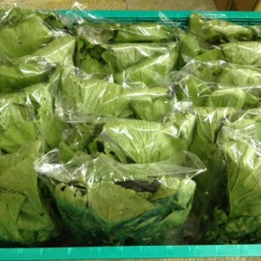10/25(tue)本日の仕入れです。  八重瀬町島袋悟さんの自然栽培の小松菜・からし菜が今シーズン初入荷しました！