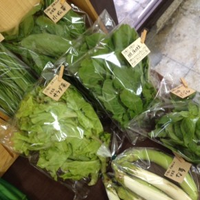10/31(mon)今帰仁村 片岡さんの無農薬栽培の小松菜・ルッコラ・サラダ菜・にんにく葉・ナスビ・バジル、が入荷しました。
