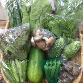【第36回目】わが家のハルラボ商店『お野菜おまかせBOX』は先週土曜日に発送いたしました。今回の内容は自然栽培の小松菜・サニーレタス・チマサンチュ・ツルムラサキ・アバシゴーヤー・冬瓜・丸オクラ・うりずん豆・にら、  無農薬栽培の里芋・生しいたけ、をお送り致しました。次回受付は11/7(mon)～お電話にて承ります。☎098-943-9575（詳細はコチラをクリック）