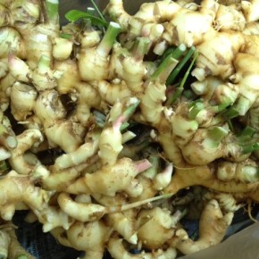 ご好評いただいているマサヨさんの無農薬栽培の里芋・新生姜が入荷しました！