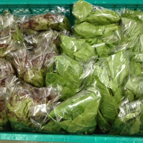 11/8(tue)本日の仕入れです。  八重瀬町島袋悟さんの自然栽培の小松菜・からし菜・サニーレタス・コスレタス・チマサンチュ、が入荷しました！