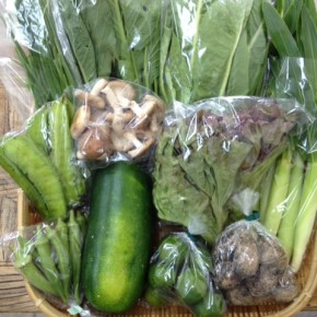 【第37回目】わが家のハルラボ商店『お野菜おまかせBOX』は先週土曜日に発送いたしました。今回の内容は自然栽培のベビーコーン・小松菜・サニーレタス・コスレタス・うりずん豆・にら・冬瓜・丸オクラ・シークワーサー、無農薬栽培の里芋・生しいたけ、をお送り致しました。次回受付は11/21(mon)～お電話にて承ります。☎098-943-9575（詳細はコチラをクリック）