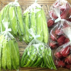 11/21(mon)本日の仕入れです。  北中城村ソルファコミュニティさんの自然栽培のローゼル・うりずん豆・ししとう、が入荷しました。