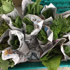 今帰仁村 片岡さんの無農薬栽培の小松菜・オクラ・ルッコラ・ニンニク葉・サニーレタス・中かぶ・間引き島ダイコン・間引き島にんじん、が入荷しました。