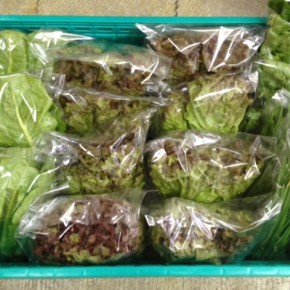 12/8(thu)本日の仕入れです。  糸満市 中村一敬さんの自然栽培のサニーレタス・ロメインレタス・パクチー・にら、が入荷しました！