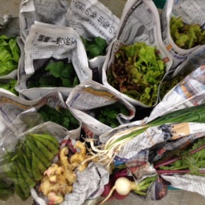 12/19(mon)今帰仁村 片岡さんの無農薬栽培のサニーレタス・小カブ・ニンニク葉・ルッコラ・サラダ菜・パクチー・オクラ・生姜、が入荷しました。