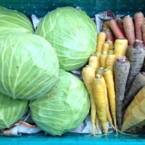 12/26(mon))本日の入荷です。  大宜味村 奈良さんの無農薬野菜のキャベツ、島・黒・金時・白色のカラフルな人参、が入荷しました！