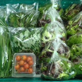 1/13(fri)本日の仕入れです。  北中城村ソルファコミュニティさんの自然栽培のベビーリーフ・赤水菜・よもぎ・にら、そして！今シーズン初のミニトマト、が入荷しました。