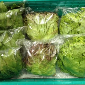 1/6(fri)本日の仕入れです。  糸満市 中村一敬さんの自然栽培のほうれん草・サニーレタス・グリーンリーフ、が入荷しました！