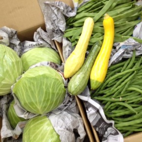 1/6(fri)本日はキャベツが大量入荷！大宜味村 奈良さんの無農薬栽培のキャベツ、さやいんげん（グリーンワンダー・シュガーグリーン）、が入荷しました！