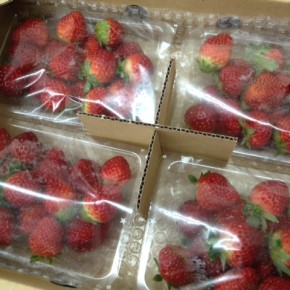 国頭村から森岡さんの朝摘みイチゴが夕方入荷します！お取り置き承ります。☎098-943-9575