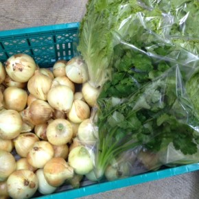 1/31(tue)本日の仕入れです。  糸満市 中村一敬さんの自然栽培の新玉ねぎ・パクチー・グリーンリーフ、が入荷しました！