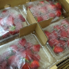 国頭村から森岡さんの朝摘みイチゴが到着！お取り置き承ります。