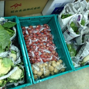 今帰仁村 片岡さんの無農薬栽培の大根・じゃがいも・中玉トマト・スナップエンドウ・カリフラワー・ブロッコリー・キャベツ・インゲン・ルッコラ・セロリ・パクチー、が入荷しました！