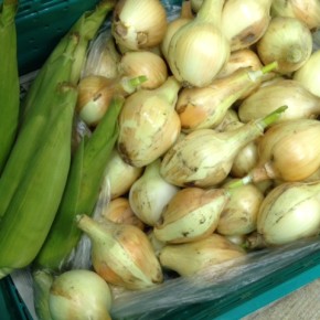 3/7(tue)本日の仕入れです。  八重瀬町 島袋悟さんの自然栽培の玉ねぎ・トウモロコシ、が入荷しました！