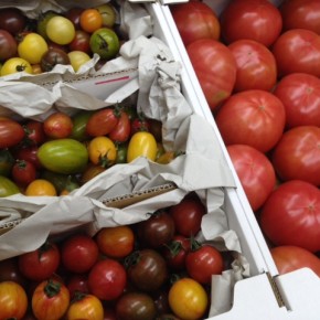 3/10(fri)本日の入荷です。  名護 オーシッタイから、嘉数農園さんの無農薬トマトが新登場！7年かけて自家採取を繰り返した大玉の嘉数トマトは生はもちろん加熱調理にもどうぞ。カラフルなミニトマトや珍しいマーブル模様のミニトマトもあります！