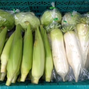 3/25(sat)本日の仕入れです。  八重瀬町 島袋悟さんの自然栽培のトウモロコシ・キャベツ・大根、が入荷しました！