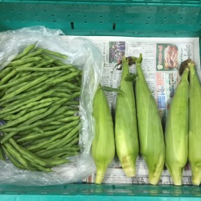 3/2(thu))本日の仕入れです。 八重瀬町 島袋悟さんの自然栽培のトウモロコシ・インゲン、が入荷しました！
