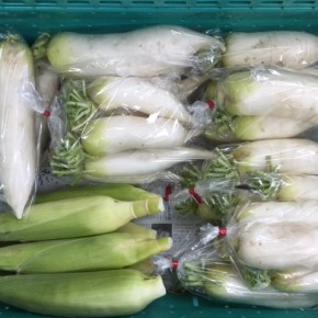 3/30(thu)本日の仕入れです。  八重瀬町 島袋悟さんの自然栽培のトウモロコシ・ダイコン、が入荷しました！