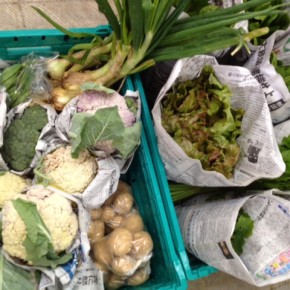 今帰仁村 片岡さんの無農薬栽培のじゃがいも・ブロッコリー・カリフラワー・スナップエンドウ・インゲン・玉ねぎ・セロリ・ほうれん草・春菊・サニーレタス・ルッコラ・パクチー、が入荷しました。