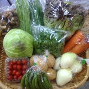 【第47回目】わが家のハルラボ商店『お野菜おまかせBOX』は先週土曜日に発送いたしました。今回の内容は自然栽培の人参・新玉ねぎ・ミニトマト・春菊・にら・スナップエンドウ・じゃがいも（シンシア）・サニーレタス、  無農薬栽培のキャベツ・ジャンボインゲン（シュガーグリーン）・生しいたけ、をお送り致しました。次回受付は4/17(mon)～お電話にて承ります。☎098-943-9575（詳細はコチラをクリック）