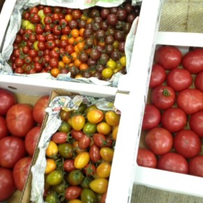 4/11(tue)本日の入荷です。  名護 オーシッタイから、ご好評いただいている嘉数農園さんの無農薬栽培トマトが再入荷！7年かけて自家採取を繰り返した大玉の嘉数トマトは生はもちろん加熱調理にもどうぞ。  カラフルなミニトマトや珍しいマーブル模様のミニトマトもあります！どれもしっかりとした味が特徴で、大玉トマトはフルーティな甘さがあります。