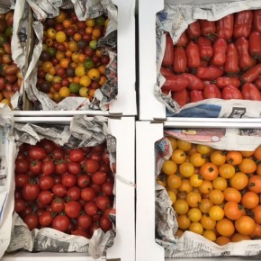 5/8(mon)本日の入荷です。  名護 オーシッタイから、ご好評いただいている嘉数農園さんの無農薬栽培トマトが入荷しました！  人気の中玉オレンジ・カラフルミニトマト、トマトソースでおいしいサンマルツァーノ、ドライトマトに最適なボルゲーゼ、食感はその名のとおりのカリコリトマト、が入荷しました。