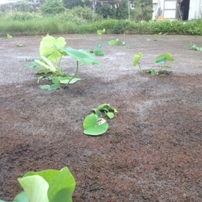【沖縄れんこん物語⑥】  雨が降るたびに葉が大きくなっていくのが嬉しくて。この蓮根たちは８月には収穫できるかな？自然にお任せしながら人はそのお手伝いをする自然栽培。ゆっくりでもいいからしっかり育って欲しい。そして今はまだ開墾準備中の900坪の圃場も、年内には田んぼにして来年の３月には全開で植え付けますよ〜。