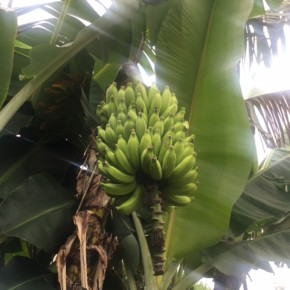 佐久川豆腐さんの裏庭にある無農薬栽培の島バナナ。肥料はいつも仕入れさせていただいているお豆腐のおからです。今週もう少し熟したら入荷予定です。  ご予約などお電話にて承ります。☎098-943-9575