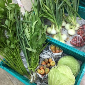 5/22(mon)今帰仁村 片岡さんの無農薬栽培のキャベツ・ミニトマト・玉ねぎ・九条ネギ・セロリ・人参・ウンチェバー、が入荷しました。