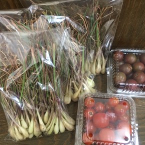 5/1(mon)本日の仕入れです。  北中城村ソルファコミュニティさんの自然栽培のミニトマト・トスカーナバイオレット・島らっきょう、が入荷しました。