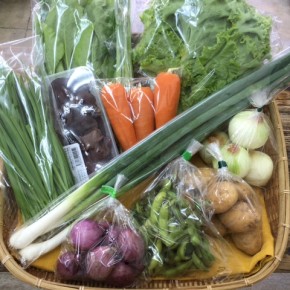 【第50回目】わが家のハルラボ商店『お野菜おまかせBOX』は先週土曜日に発送いたしました。今回の内容は自然栽培の山ほうれん草・枝豆・リーフレタス・にら・津堅島人参・新玉ねぎ・アスパラ・紫玉ねぎ、無農薬栽培のジャガイモ（メークイン）・九条ネギ・きくらげ、をお送り致しました。次回受付は6/5(mon)～お電話にて承ります。☎098-943-9575（詳細はコチラをクリック）