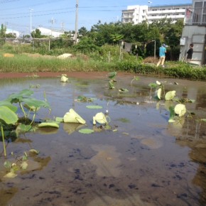【沖縄れんこん物語⑦】  先週から梅雨入りした沖縄ですが、今週火曜日の雨で田んぼは水没。  まだ根が張っていないのか、いくつかの連根は浮き上がっていました。  それでも週を追うごとに葉や茎は着実に大きくなっています。