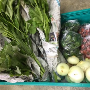今帰仁村 片岡さんの無農薬栽培のピーマン・青しそ・ミニトマト・玉ねぎ・九条ネギ・セロリ・ウンチェバー、が入荷しました。